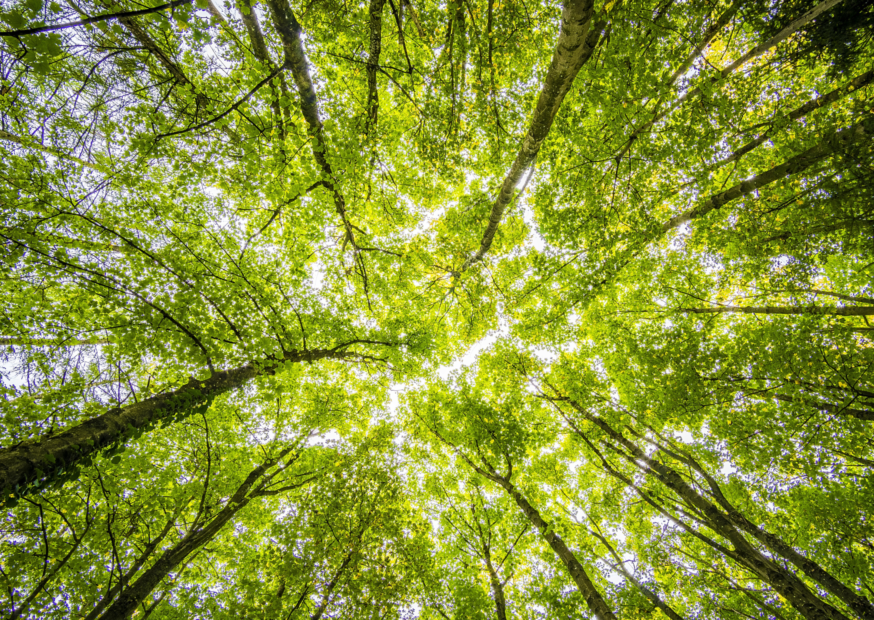 Balade en forêt