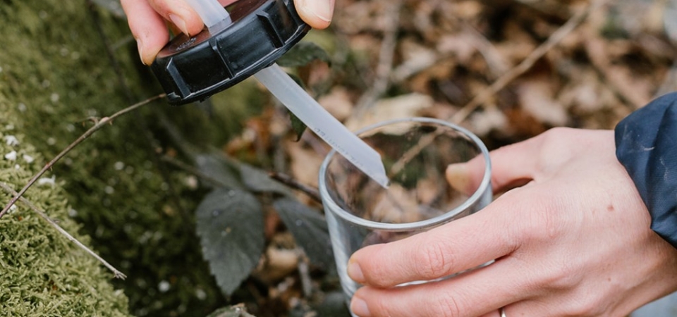 Récolte de sève de bouleau en Belgique : Un trésor naturel pour votre bien-être