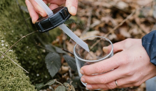 Récolte de sève de bouleau en Belgique : Un trésor naturel pour votre bien-être